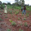 the crops in the field will serve as shade for the cocoa